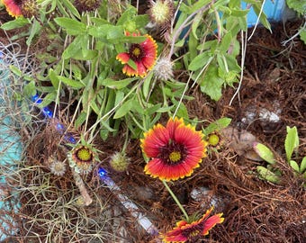 Blanket Flower (gaillardia aristata) seeds 50