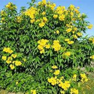 May include: A large bush with bright yellow flowers. The bush is in bloom and has many green leaves.