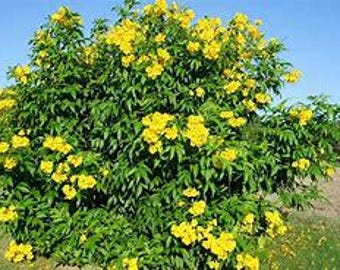 Yellow Esperanza -Yellow Bells (Tecoma Stans) seeds 50