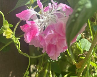 Pink Split Morning Glory Seeds (25)