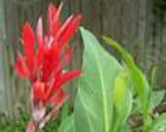 Red Canna Lilly ( Cannaceae)  seeds 50