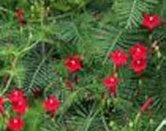 Cypress Vine (Ipomoea quamoclit) Red/Pink Mix seeds 50