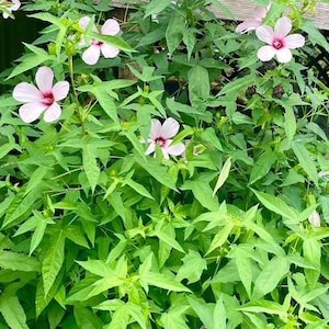 Pink Swamp Hibiscus -Rose Mallow (Hibiscus Moscheutos) seeds 50