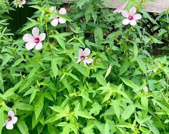 Pink Swamp Hibiscus -Rose Mallow (Hibiscus Laevis) seeds 50