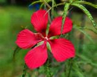 Texas Star Hibiscus ( Hibiscus Coccineus)  seeds 25