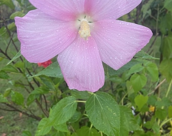 Pink Plate Hibiscus (Hibiscus Moscheutos) seeds 25