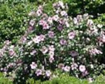 Rose of Sharon (Althea) seeds 25