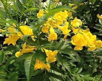 Yellow Esperanza -Yellow Bells (Tecoma Stans) seeds 50