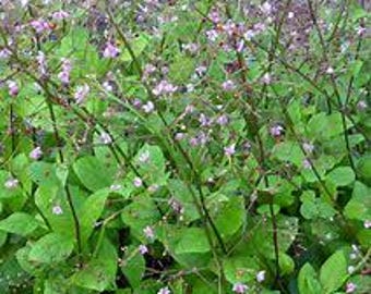 Fame Flower - Jewels of Opar (Talinum paniculatum) seeds 100