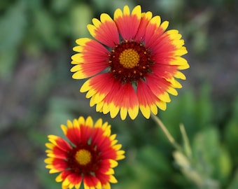 Blanket Flower (gaillardia aristata) seeds 50