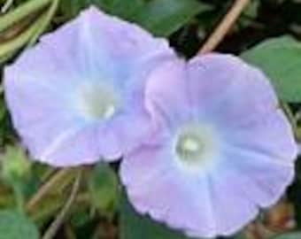 Morning Glory Vine (Ipomoea) Lavender Mix seeds 50