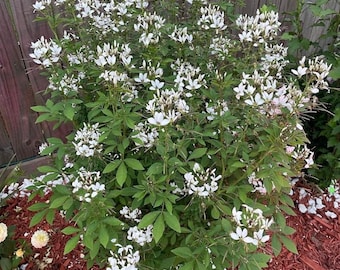 Cleome White (Cleome hassleriana) 30 seeds Aka Spider Flower or Grandfathers Whiskers