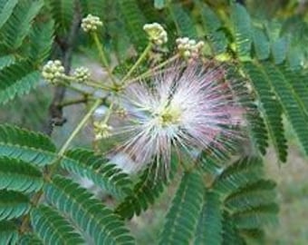 Pink Mimosa - Silk Tree (Albizia julibrissin) seeds 25