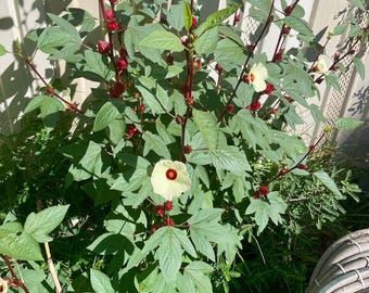 Roselle Hibiscus (Hibiscus sabdariffa) 25 Seeds