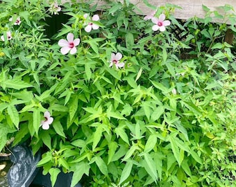 Pink Swamp Hibiscus -Rose Mallow (Hibiscus Laevis) seeds 50