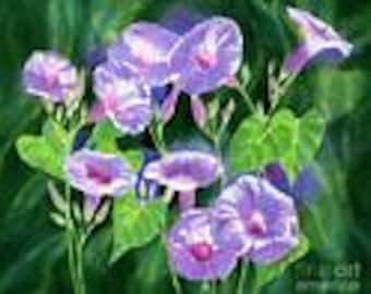 Morning Glory Vine (Ipomoea) Lavender Mix seeds 50