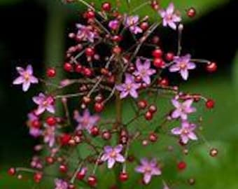 Fame Flower - Jewels of Opar (Talinum paniculatum) seeds 100