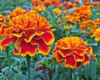 Orange/Red Marigold (Tagetes petula) seeds 50