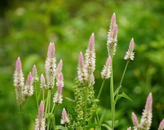 Pink Celosia (Celosia argentea) seeds 100