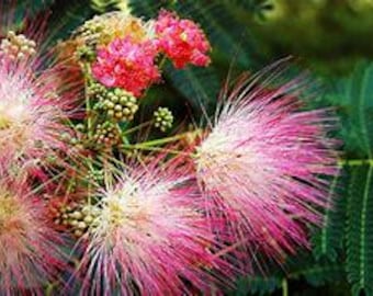 Pink Mimosa - Silk Tree (Albizia julibrissin) seeds 25