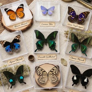 May include: A collection of preserved butterflies in clear display cases. Varieties include African Monarch, Common Blue, Queen Purple-tipped, Agrias Clorinda, Emerald Swallowtail, Chinese Peacock, Paris Peacock, Iaper Kite, and Great Mormon.