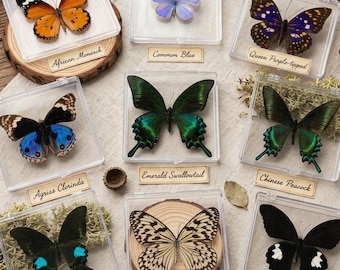 Véritable spécimen de papillon dans une boîte en acrylique | Caligo eurilochus, objet de cabinet de curiosité