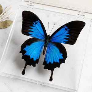 May include: A preserved butterfly specimen with vibrant blue and black wings displayed inside a clear, square acrylic case. The butterfly features elongated lower wing tails and intricate black vein patterns against the bright blue coloration.