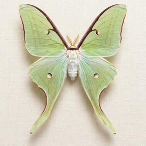 Espécime real de mariposa-da-lua verde, borboleta taxidermizada, variedade de insetos, arte entomológica, decoração, mariposa-da-lua.
