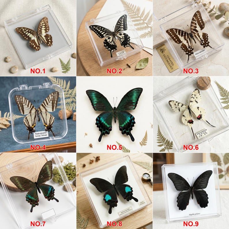K&ouml;nnte beinhalten: Eine Sammlung von neun konservierten Schmetterlingen, pr&auml;sentiert in transparenten Kunststoffboxen. Die Schmetterlinge zeigen eine Vielzahl von Farben und Mustern, darunter Braun, Schwarz, Wei&szlig; und Gr&uuml;n. Jede Box ist nummeriert, einige enthalten botanische Elemente.