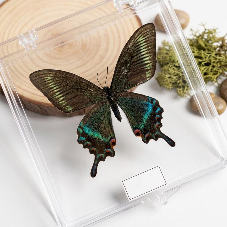 K&ouml;nnte beinhalten: Ein konservierter Schmetterling mit dunkelbraunen Fl&uuml;geln und schillernden teal- und blauen Markierungen, ausgestellt in einer transparenten Kunststoffbox. Die Fl&uuml;gel des Schmetterlings sind ausgebreitet und zeigen komplizierte Muster.