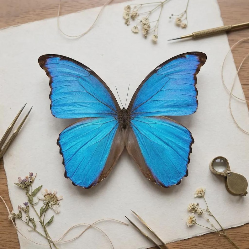 K&ouml;nnte beinhalten: Ein leuchtend blauer Schmetterling mit braunen R&auml;ndern wird auf einer wei&szlig;en Oberfl&auml;che pr&auml;sentiert. Die Fl&uuml;gel des Schmetterlings sind ausgebreitet und zeigen seine komplizierten Muster und seine irisierende blaue Farbe. Feine Werkzeuge und getrocknete Blumen umgeben den Schmetterling, was auf ein Natur- oder Bastelthema hindeutet.