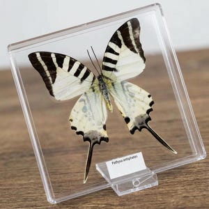 K&ouml;nnte beinhalten: Ein Pathysa antiphates Schmetterlingspr&auml;parat in einem transparenten Acryl-Display. Der Schmetterling hat wei&szlig;e Fl&uuml;gel mit schwarzen Streifen. Ein Etikett mit dem Text "Pathysa antiphates" ist angebracht.