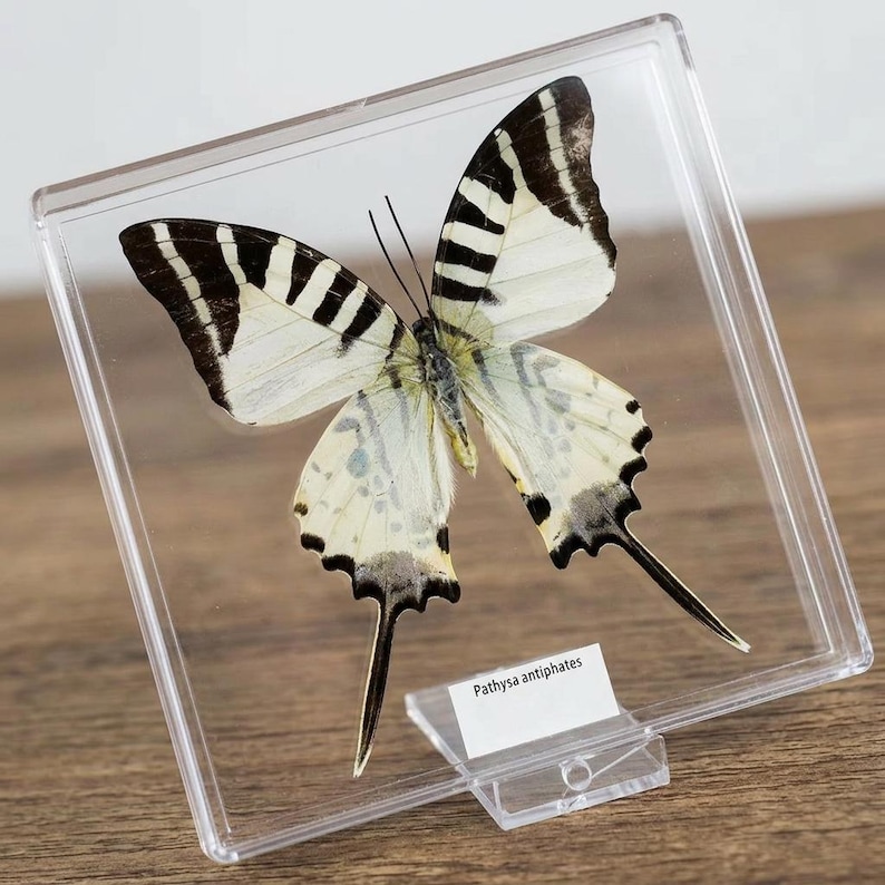 K&ouml;nnte beinhalten: Ein Pathysa antiphates Schmetterlingspr&auml;parat in einem transparenten Acryl-Display. Der Schmetterling hat wei&szlig;e Fl&uuml;gel mit schwarzen Streifen. Ein Etikett mit dem Text "Pathysa antiphates" ist angebracht.