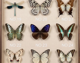 Real Butterfly Specimen | Ethically Sourced Insect for Crafts, Art, Collections