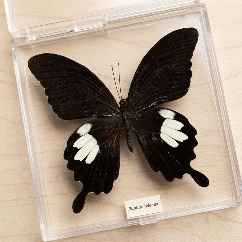K&ouml;nnte beinhalten: Ein konservierter Papilio helenus Schmetterling in einer transparenten Kunststoff-Vitrine. Der Schmetterling hat schwarze Fl&uuml;gel mit wei&szlig;en Markierungen. Der wissenschaftliche Name, Papilio helenus, ist auf einem kleinen wei&szlig;en Etikett aufgedruckt.