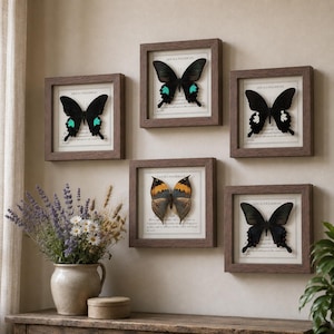 May include: Five square wooden frames containing mounted butterflies with black wings and colourful accents. Each frame features a white background with the printed text "LIFE IS A WILDERNESS". The butterflies display various patterns including teal, white, and orange markings on their wings, arranged in a gallery display on a wall.