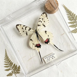 K&ouml;nnte beinhalten: Ein konservierter Sericinus montelus Grey Schmetterling in einer transparenten Acryl-Vitrine. Der Schmetterling hat cremefarbene Fl&uuml;gel mit schwarzen Punkten und roten Markierungen. Ein Korken und ein kleines Etikett sind ebenfalls sichtbar.