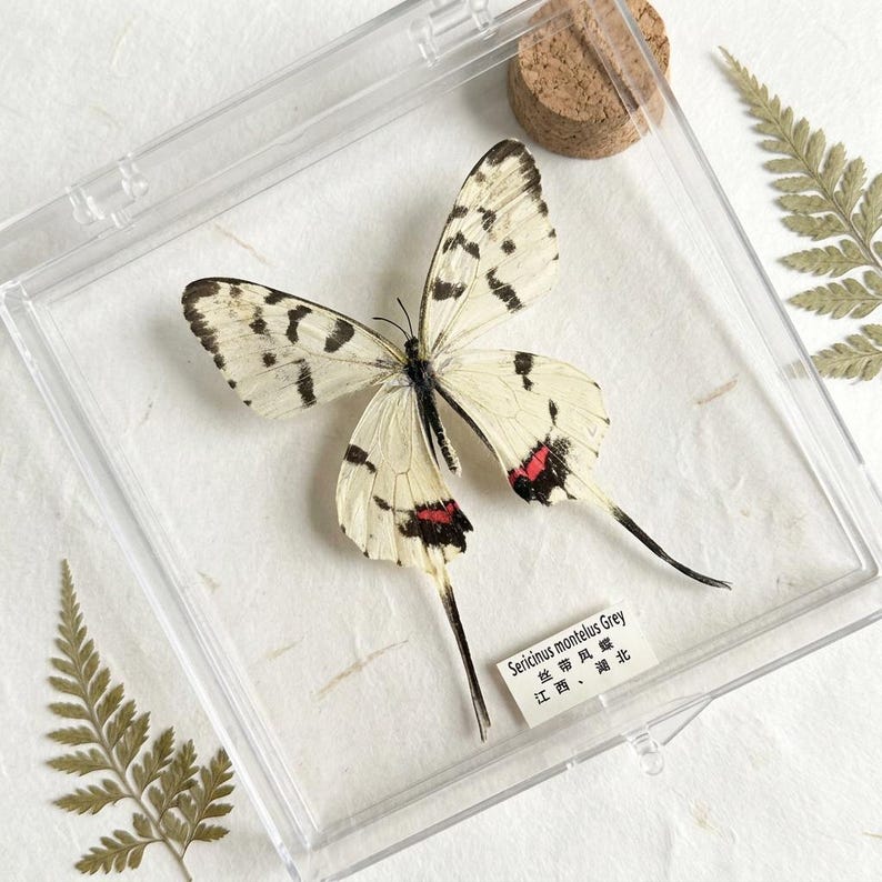 K&ouml;nnte beinhalten: Ein konservierter Sericinus montelus Grey Schmetterling in einer transparenten Acryl-Vitrine. Der Schmetterling hat cremefarbene Fl&uuml;gel mit schwarzen Punkten und roten Markierungen. Ein Korken und ein kleines Etikett sind ebenfalls sichtbar.