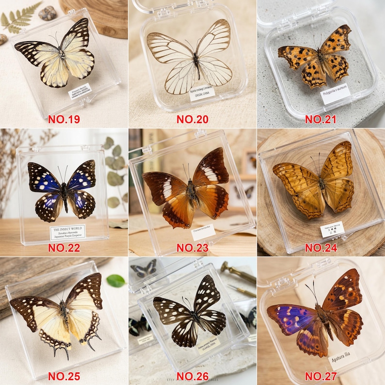 K&ouml;nnte beinhalten: Neun konservierte Schmetterlinge in transparenten Vitrinen. Die Schmetterlinge weisen verschiedene Farben auf, darunter Schwarz, Wei&szlig;, Braun, Orange und Blau. Jede Vitrine ist mit einer Nummer und einem wissenschaftlichen Namen versehen.