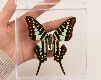 Esemplare autentico di farfalla in teca acrilica / Tassidermia etica di insetti per creazioni artistiche in resina fai-da-te, cornici e vetrine.