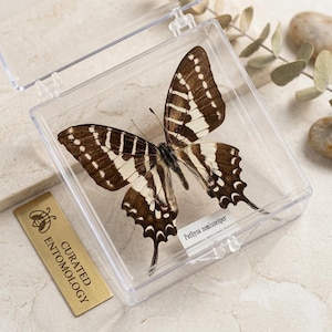 K&ouml;nnte beinhalten: Ein konservierter Schmetterling in einer transparenten Kunststoff-Vitrine. Der Schmetterling hat braun-wei&szlig; gemusterte Fl&uuml;gel. Ein goldfarbenes Etikett mit dem Text "CURATED ENTOMOLOGY" ist sichtbar. Der wissenschaftliche Name des Schmetterlings, "Pathysa nomiusesper", ist ebenfalls angegeben.