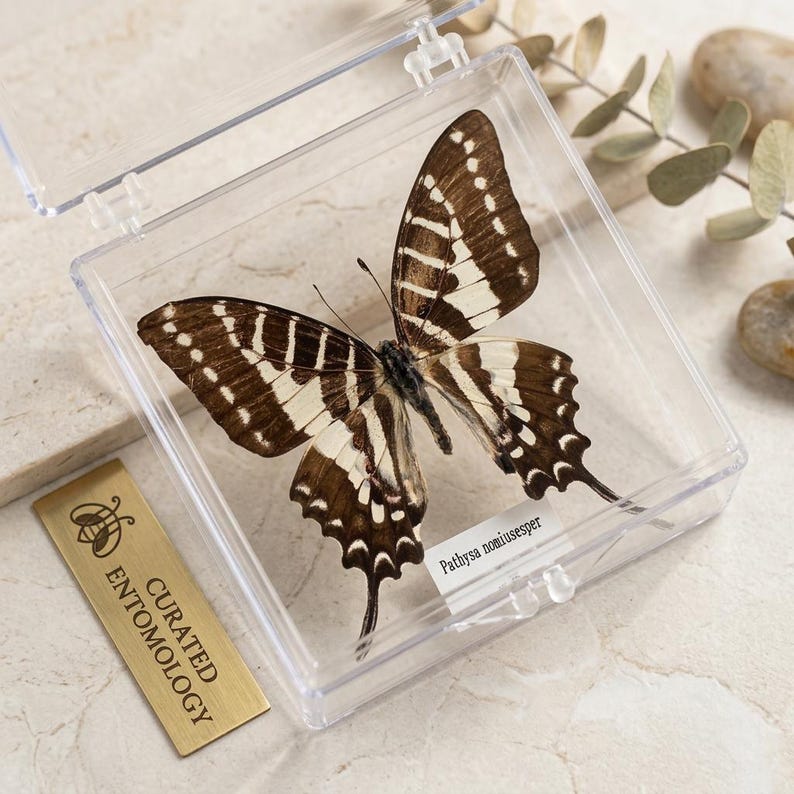 K&ouml;nnte beinhalten: Ein konservierter Schmetterling in einer transparenten Kunststoff-Vitrine. Der Schmetterling hat braun-wei&szlig; gemusterte Fl&uuml;gel. Ein goldfarbenes Etikett mit dem Text "CURATED ENTOMOLOGY" ist sichtbar. Der wissenschaftliche Name des Schmetterlings, "Pathysa nomiusesper", ist ebenfalls angegeben.