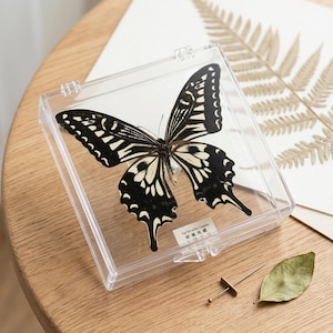 K&ouml;nnte beinhalten: Ein pr&auml;parierter Schmetterling mit schwarz-wei&szlig;en Mustern, in einer transparenten Acrylbox ausgestellt. Der Schmetterling ist das zentrale Element, seine Fl&uuml;gel sind ausgebreitet. Ein kleines Etikett mit Text ist sichtbar. Die Box liegt auf einer Holzoberfl&auml;che.