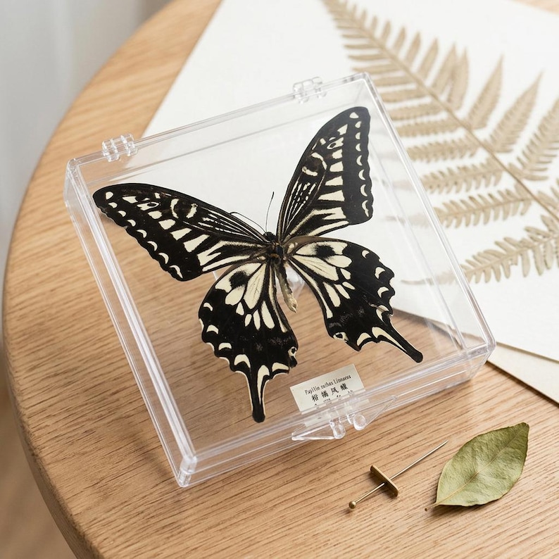 K&ouml;nnte beinhalten: Ein pr&auml;parierter Schmetterling mit schwarz-wei&szlig;en Mustern, in einer transparenten Acrylbox ausgestellt. Der Schmetterling ist das zentrale Element, seine Fl&uuml;gel sind ausgebreitet. Ein kleines Etikett mit Text ist sichtbar. Die Box liegt auf einer Holzoberfl&auml;che.