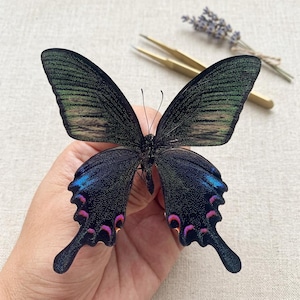 Véritable spécimen de papillon dans une boîte en acrylique | Taxidermie éthique des insectes pour oeuvres d'art en résine, encadrement et cabinet de curiosité