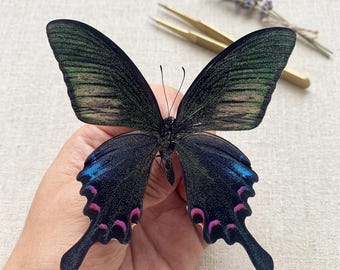 Echter Schmetterling in Acryldose | Ethische Insekten Schablonen für DIY Harz Kunst, Rahmung & Kuriositätenschrank