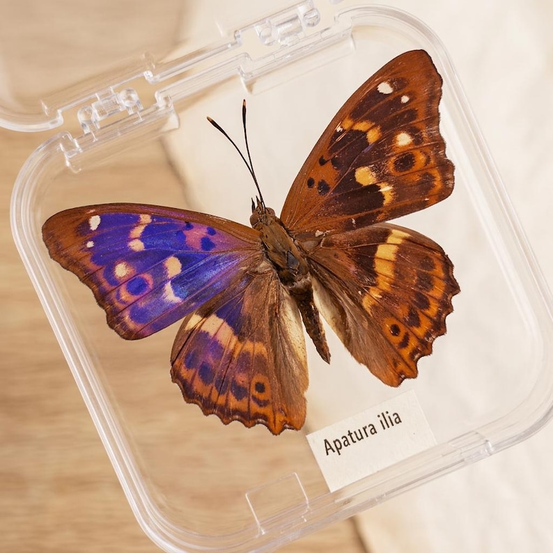 K&ouml;nnte beinhalten: Ein pr&auml;parierter Schmetterling, Apatura ilia, in einer transparenten Kunststoffbox. Der Schmetterling hat braune und orangefarbene Fl&uuml;gel mit blauen und gelben Akzenten. Die Box ist ge&ouml;ffnet und zeigt die Details.
