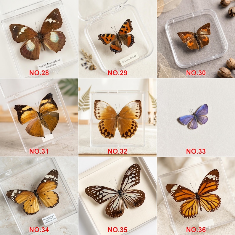K&ouml;nnte beinhalten: Eine Sammlung von neun konservierten Schmetterlingen, die in transparenten Kunststoffboxen ausgestellt werden. Die Schmetterlinge zeigen eine Vielzahl von Farben und Mustern, darunter Braun, Orange, Gelb und Blau. Jede Box ist mit einer Nummer versehen.