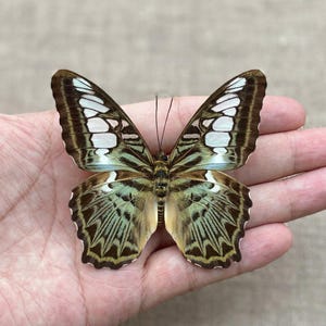 以下が含まれることがあります： 開いた羽を持つクリッパーチョウで、複雑な模様が特徴です。羽は茶色、白、緑色の混合色で、詳細な葉脈があります。チョウは開いた手の中に保持され、その自然な美しさを表現しています。