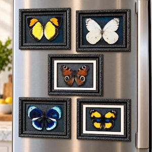May include: Five rectangular black picture frames arranged on a metallic surface, each containing a preserved butterfly specimen. The butterflies display distinct patterns in yellow and black, white, orange and brown with eyespots, and blue and black.